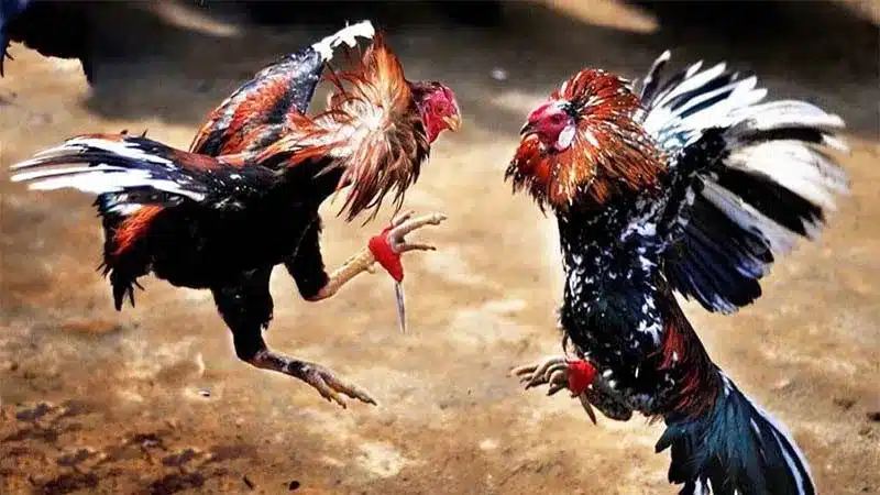 Những kiến thức cần biết khi tìm hiểu đá gà trực tuyến