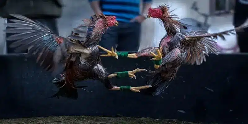 Tổng quan về đá gà và những hình thức thi đấu phổ biến